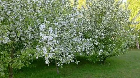 White flowers of blossom apple tree branches. Track in and track out camera Stock Footage