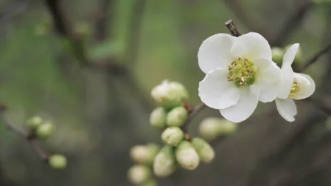 White flowers blossom on a fruit tree close up. Macro. Nature. Видео 268722185
