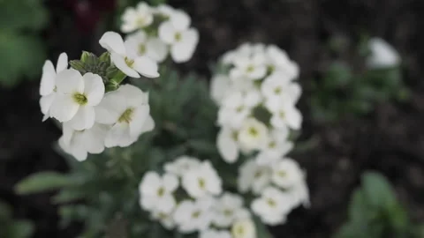 White flowers blossom on a fruit tree close up. Macro. Nature. Stock Footage 268747975