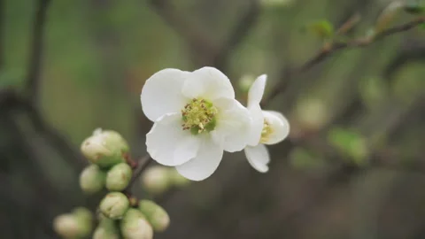 White flowers blossom on a fruit tree close up. Macro. Nature. Stock Footage 268756008