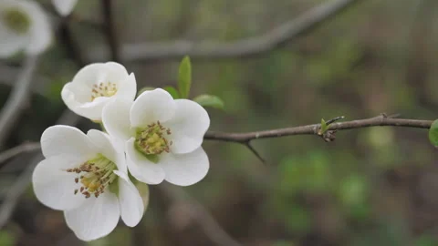 White flowers blossom on a fruit tree close up. Macro. Nature. Stock Footage 269003706