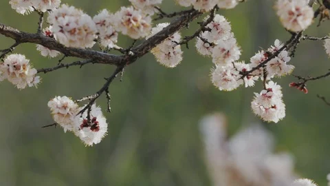 White flowers of blossom tree Vídeos de archivo 124123717