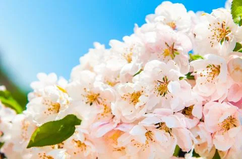 White flowers blossoming apple tree background Stock Photos