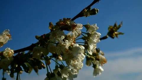 White flowers on blossoming cherry tree in spring. Bunch of cherry flowers and Stock Footage 74021013