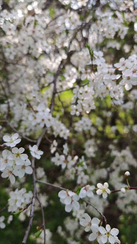 White flowers blossoming on cherry tree branches, illuminated by gentle spring Stock-Footage 307494910