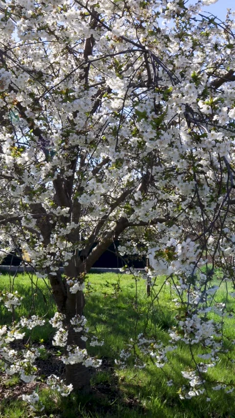 White flowers of a blossoming cherry tree swaying gently in the breeze on a Stock Footage 338344195