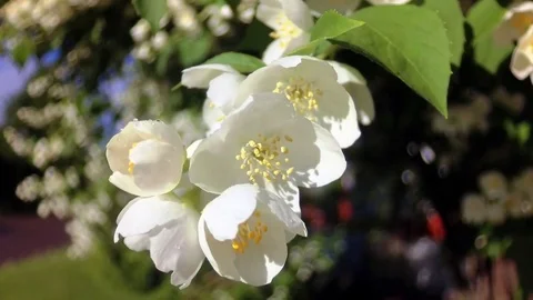 White Flowers Blossoms on the Branches Cherry Stock Footage 77537407