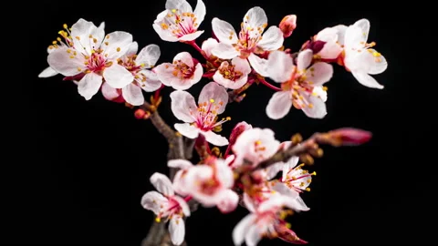 White Flowers Blossoms on the Branches Cherry Tree Stock Footage 88474828