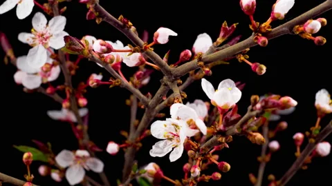 White Flowers Blossoms on the Branches Cherry Tree Stock Footage 88476091