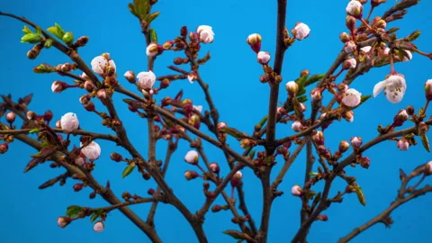 White Flowers Blossoms on the Branches Cherry Tree Stock Footage 88478512