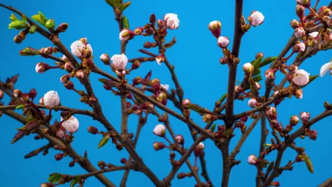 White Flowers Blossoms on the Branches Cherry Tree Video stock 88916784