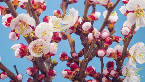 White Flowers Blossoms on the Branches Cherry Tree Stock Footage 88950705