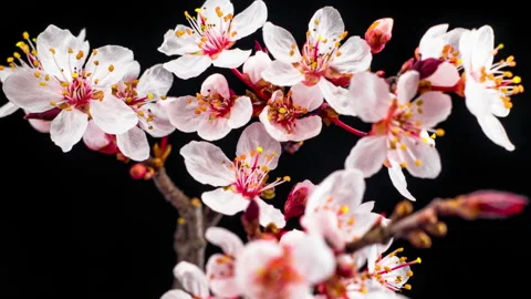 White Flowers Blossoms on the Branches Cherry Tree Stock Footage 89030685