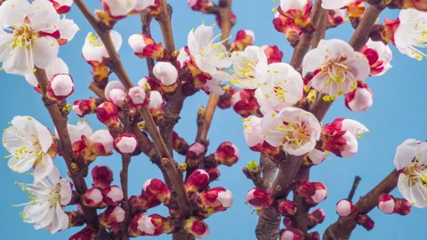 White Flowers Blossoms on the Branches Cherry Tree Видео 89286970