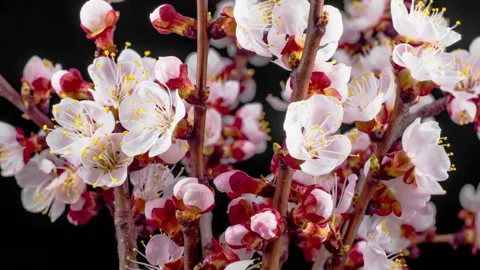 White Flowers Blossoms on the Branches Cherry Tree Stock Footage 89664270