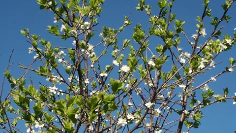 White Flowers Blossoms on the Branches Cherry Tree. Stock Footage 90507438