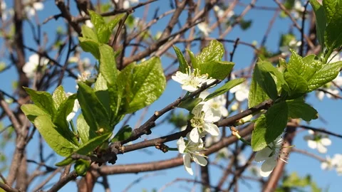 White Flowers Blossoms on the Branches Cherry Tree. Video stock 90507449