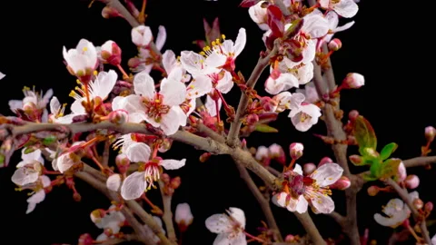 White Flowers Blossoms on the Branches Cherry Tree Vídeos de archivo 94970785