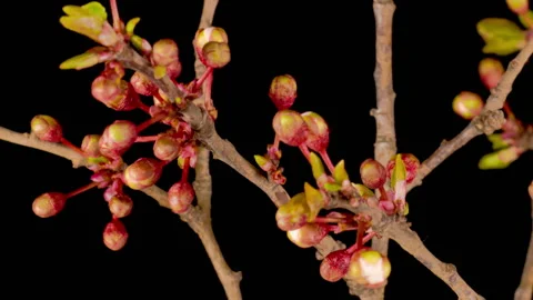 White Flowers Blossoms on the Branches Cherry Tree Stock Footage 126234280