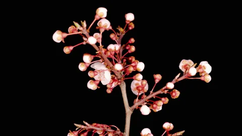 White Flowers Blossoms on the Branches Cherry Tree Stock Footage 126234795