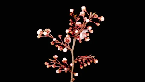 White Flowers Blossoms on the Branches of Cherry Tree Vidéo 127202799