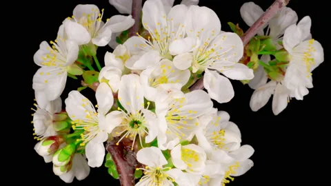 White Flowers Blossoms on the Branches Cherry Tree Stock Footage 128146001