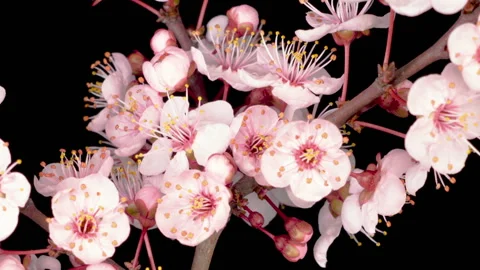 White Flowers Blossoms on the Branches Cherry Tree Stock Footage 128146062