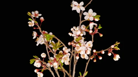 White Flowers Blossoms on the Branches Cherry Tree 스톡 동영상 128639231
