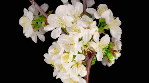 White Flowers Blossoms on the Branches Cherry Tree Stock Footage 128639249