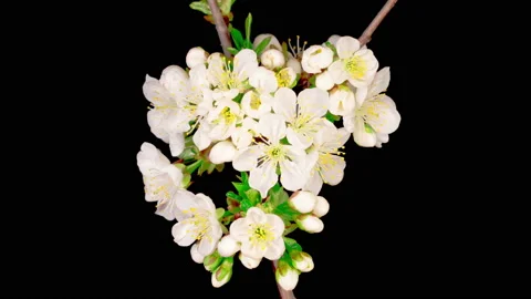 White Flowers Blossoms on the Branches Cherry Tree Stockbeeldmateriaal 130397097