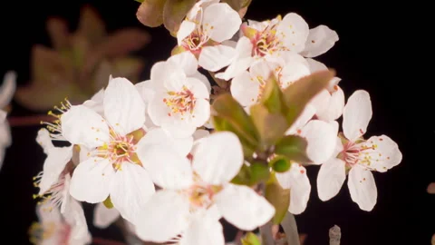 White Flowers Blossoms on the Branches Cherry Tree Stock Footage 130866812