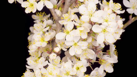 White Flowers Blossoms on the Branches Cherry Tree Stock Footage 130867805