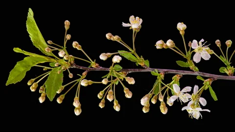 White Flowers Blossoms on the Branches Cherry Tree. Dark Background. Timelapse Stock Footage 131022882