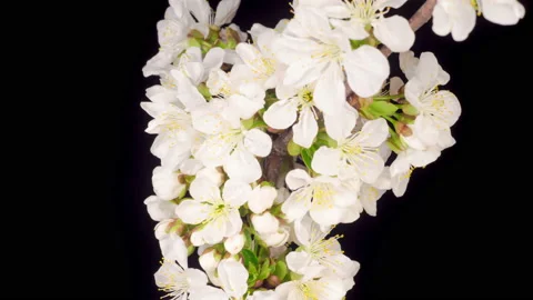 White Flowers Blossoms on the Branches Cherry Tree Stockbeeldmateriaal 131396853