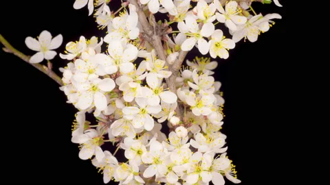 White Flowers Blossoms on the Branches Cherry Tree Video stock 131397876