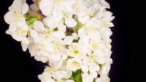 White Flowers Blossoms on the Branches Cherry Tree Stock Footage 132061025