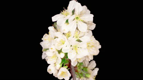 White Flowers Blossoms on the Branches Cherry Tree 库存影片 133074835