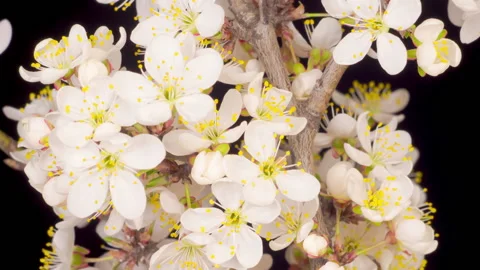 White Flowers Blossoms on the Branches Cherry Tree Video stock 133229906