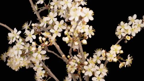 White Flowers Blossoms on the Branches Cherry Tree Stockbeeldmateriaal 135408762