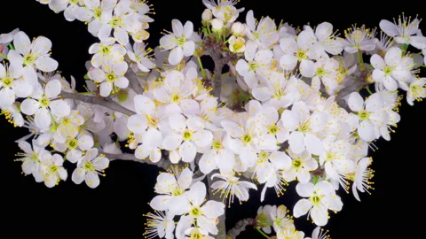 White Flowers Blossoms on the Branches Cherry Tree 库存影片 135913357