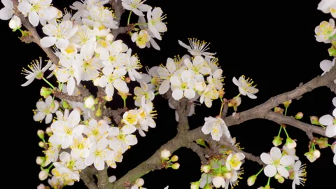White Flowers Blossoms on the Branches Cherry Tree Stock Footage 137854208