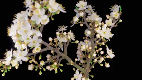 White Flowers Blossoms on the Branches Cherry Tree Video stock 138654605