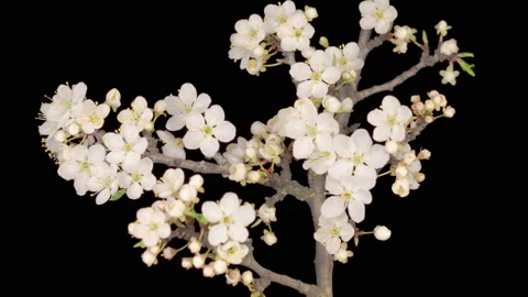White Flowers Blossoms on the Branches Cherry Tree Stockbeeldmateriaal 140349078