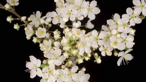 White Flowers Blossoms on the Branches Cherry Tree Stock Footage 143119619
