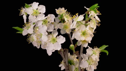 White Flowers Blossoms on the Branches Cherry Tree Stock Footage 151974560