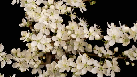 White Flowers Blossoms on the Branches Cherry Tree Vidéo 152903195
