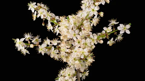White Flowers Blossoms on the Branches Cherry Tree Stock Footage 152903299