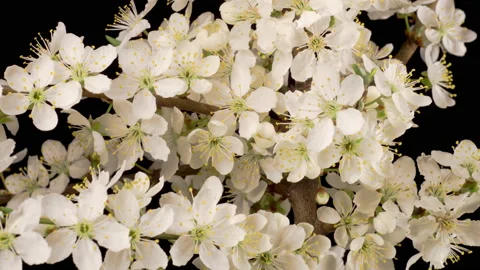 White Flowers Blossoms on the Branches Cherry Tree Stock Footage 153314041