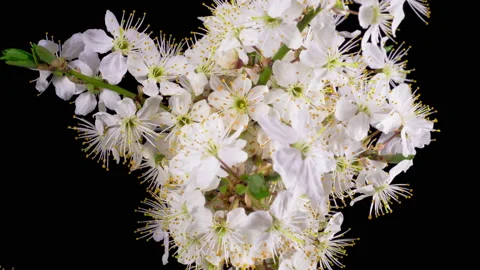 White Flowers Blossoms on the Branches Cherry Tree Видео 153314232