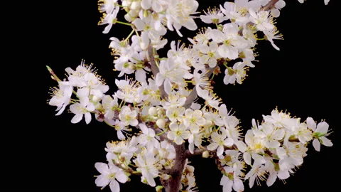 White Flowers Blossoms on the Branches Cherry Tree Stock Footage 237942766